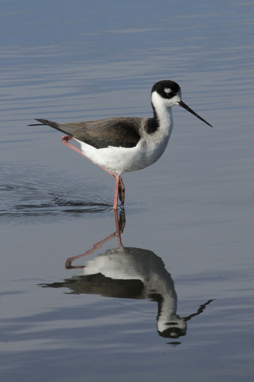 baylands